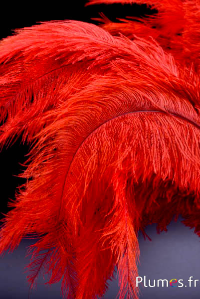Strauss - 32-42 cm - hellgrau-blutorange